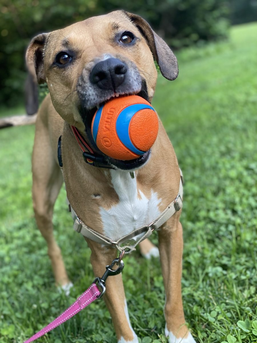 Maya with an orange ball in her mouth