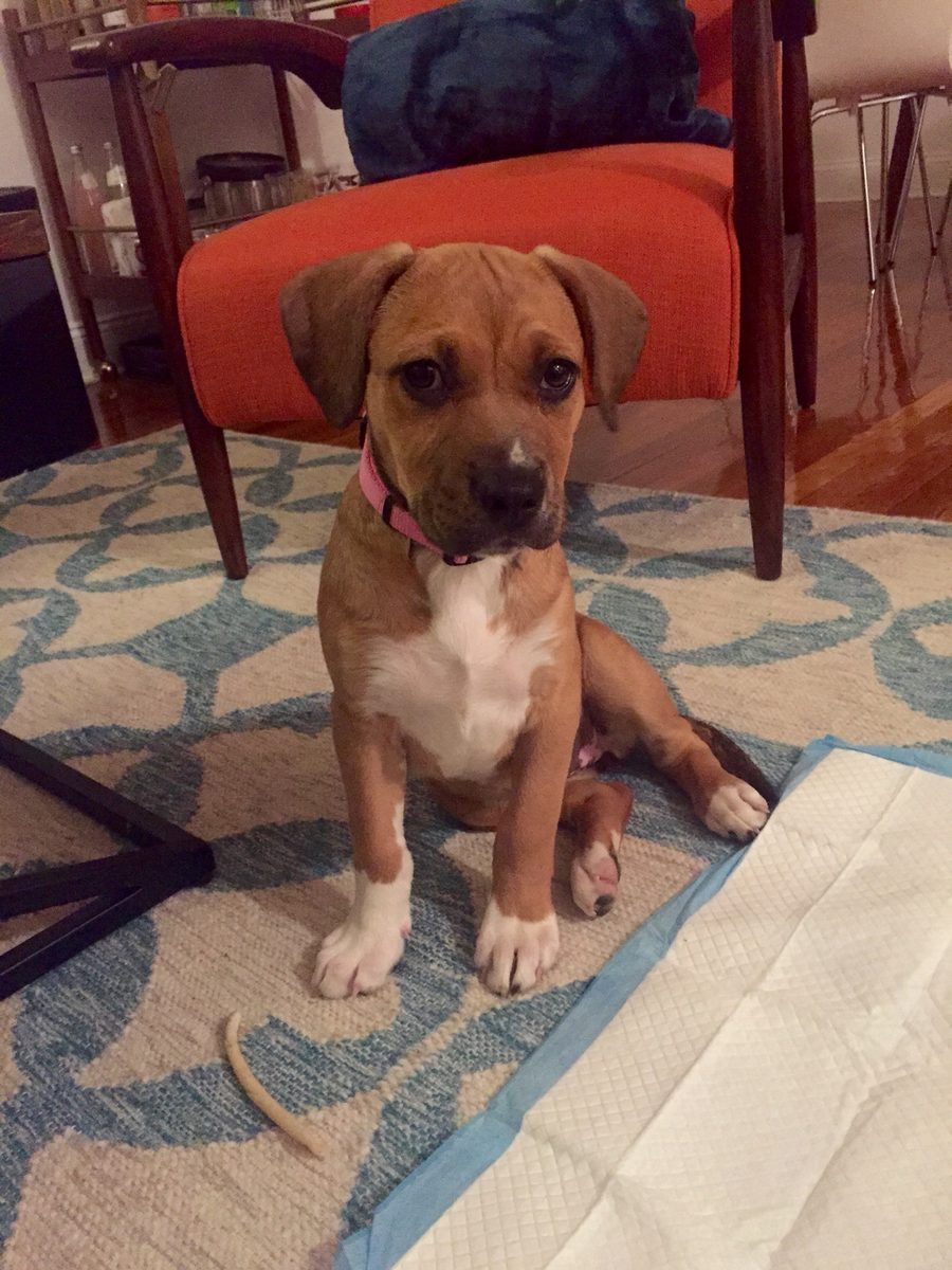 Maya as a puppy sitting on a rug