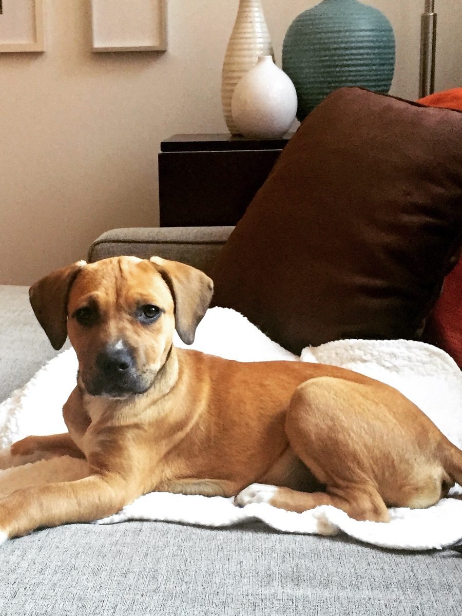 Maya as a puppy on the couch